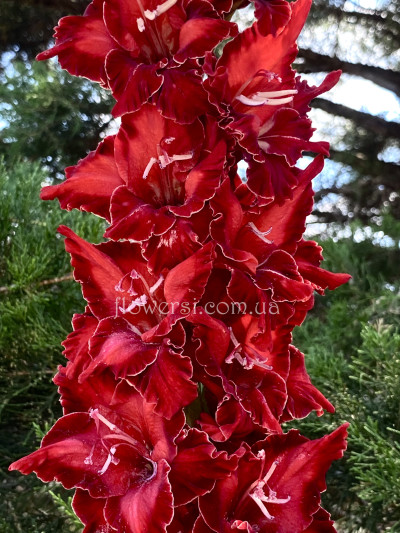 Гладiолус Сокровіща Скорпіона