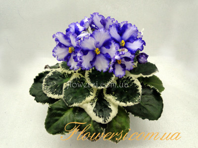 Фиалка Аргентина  (Н.Белецкая) Химера