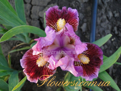 Ирис Рей оф Лайт  (Ray of Light) 