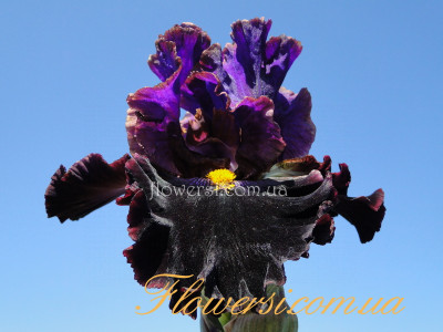 Ирис Чер энд Чер Алик (Cher and Cher Alike)