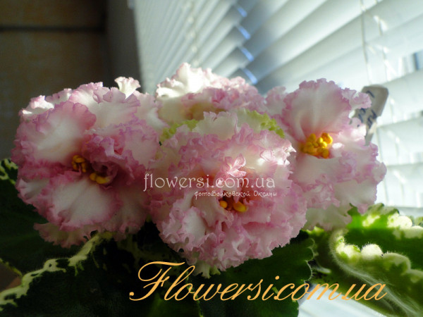 Фиалка ЛЕ-Изольда