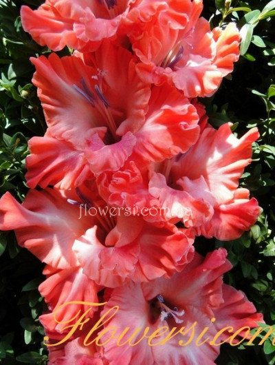 Гладiолус Людміла Целіковская 