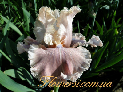 Ирис  In a Kiss (Ин э Кисс )  Blyth, 2001