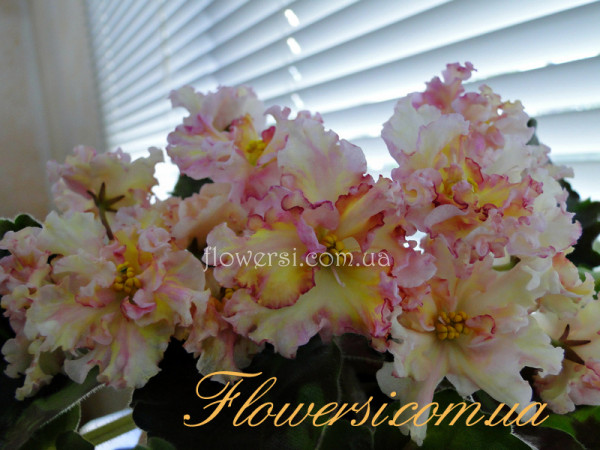 Фиалка Sunkissed Rose (Sorano)