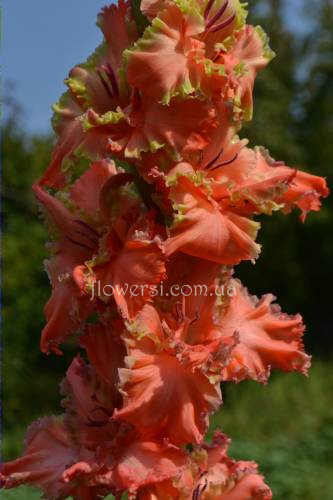 Гладiолус Фазенда (Васiльев)