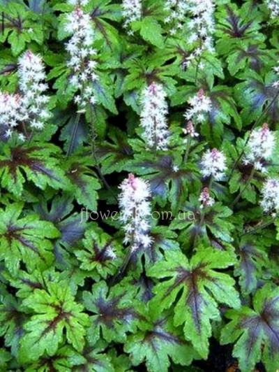 Тиарелла Верри (Tiarella wherryi)