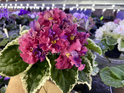 Фіалка ВаТ-Кудрявая Принцесса