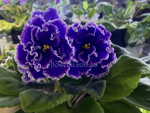 Фіалка РМ-В Краю Озер