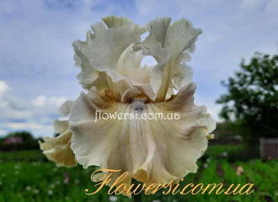 Ірис № 52 (Сіянець Г.Витiвськой)