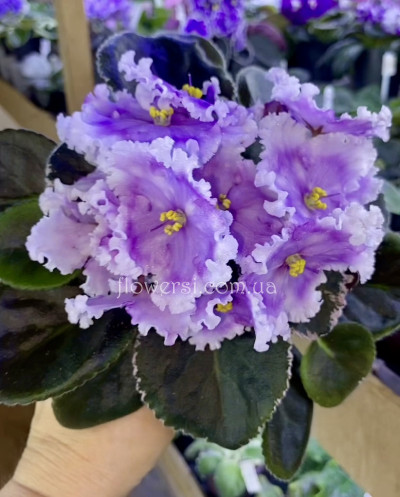  Фіалка Dn-Дух Різдва