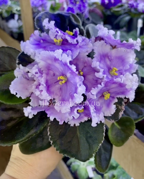  Фіалка Dn-Дух Різдва