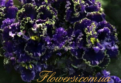  Фіалка Ален-Нічна Троянда Люкс (А.Вольская)