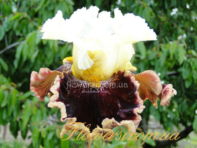 Ирис  Риск Тейкэ - (Risk Taker)