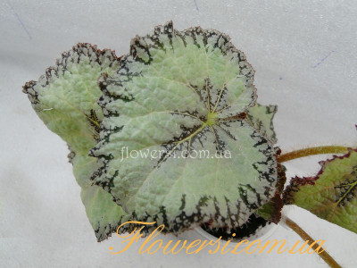 Бегонія DS-Белая Замша (Dimetris)