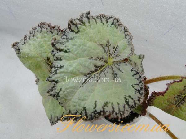 Бегонія DS-Белая Замша (Dimetris)