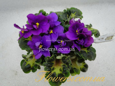 Фиалка Hallonsorbet (Полумини)