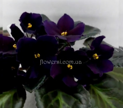 Фиалка Taboo (К. Stork) 