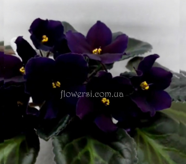 Фиалка Taboo (К. Stork) 