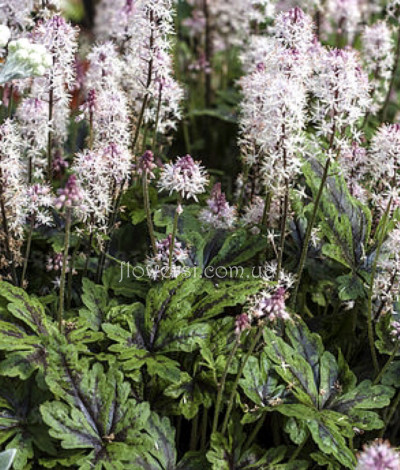 Тиарелла Angel Wings 