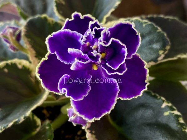 Фіалка НД-Бриз