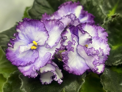 Фіалка Midnight Twist