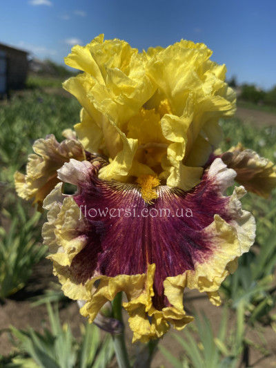 Ірис Dressed To The Nines (Дрессид Ту Зе Найнс)  Johnson 2019