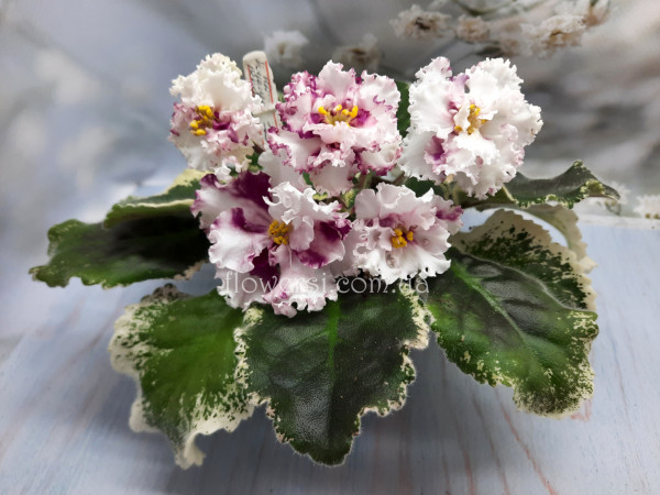 Фиалка НД-Поцелуй Венеры