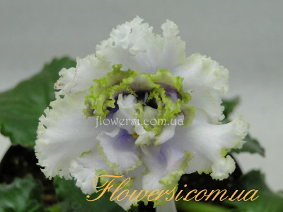 Фиалка ПТ-Мальдивский Риф