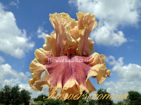    Ирис  Пейнтед Вордс -( Painted Words )