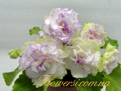 Фиалка  АВ-Эталон 