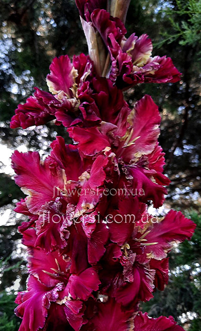 Гладiолус Циганское Счастье  