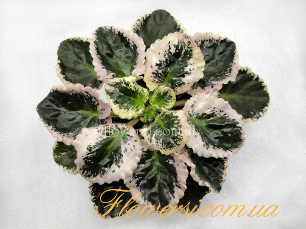 Фиалка ЕК-Дева Мария