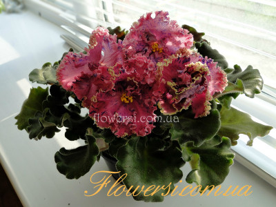 Фиалка Suncoast Fantasy Love (Williams)