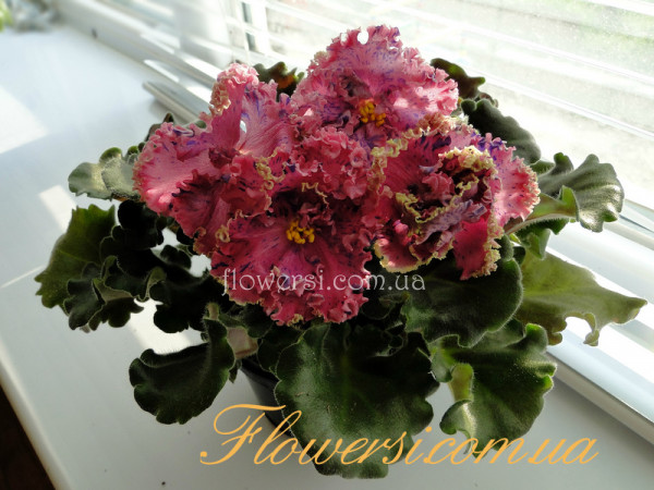 Фиалка Suncoast Fantasy Love (Williams)