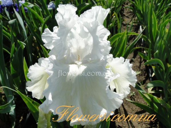 Ирис Арктик Экспресс (Arctic Express) 