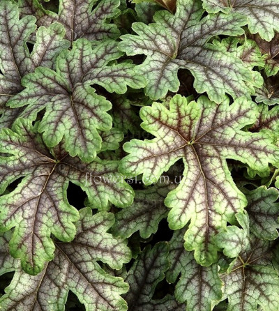 Гейхерелла Тапестри (Tapestry)