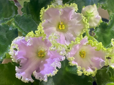 Фіалка РМ-Золотой Кувшинчик