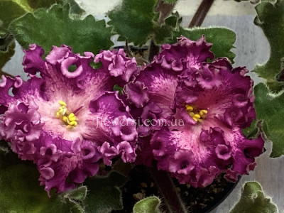 Фіалка Nik-Любовный Напиток