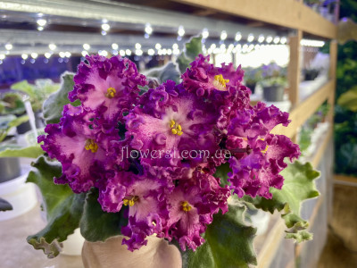 Фіалка Nik-Любовный Напиток