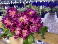 Фіалка Nik-Любовный Напиток