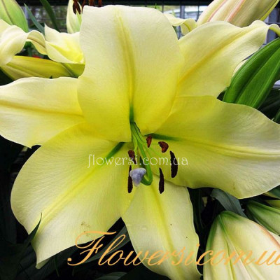 Лілія Біг Бразер (Oт Гібрид)