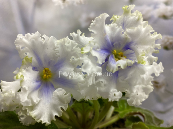  Фиалка РМ-Снежная Красавица