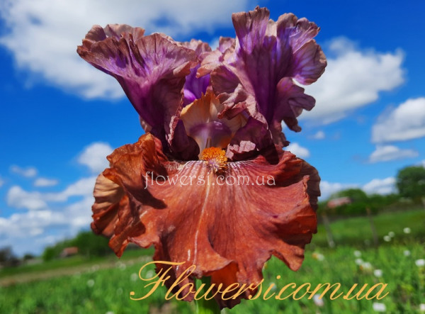 Ирис Мандрагора  (Mandrake)