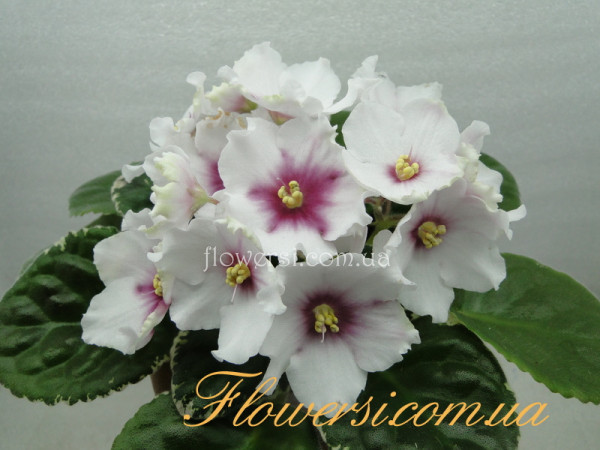 Фиалка ЛЕ-Алиса