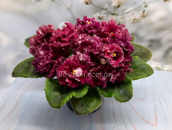 Фиалка АВ-Тайное Желание (Фиалковод) 