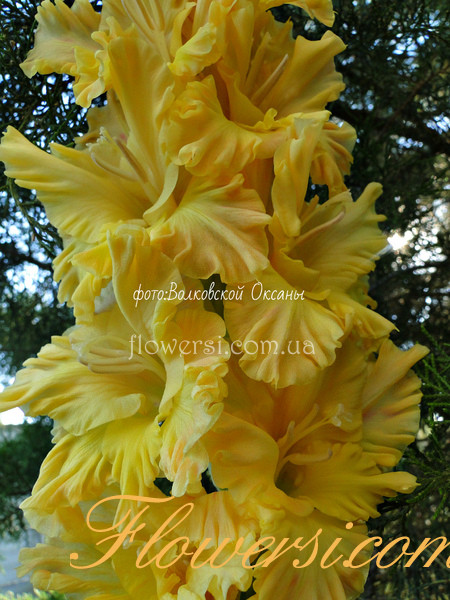 Гладiолус Лунний храм