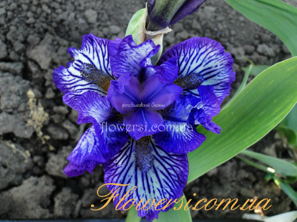 Ирис  Форс Филд (Force Field)