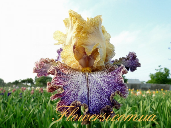 Ирис Диппед ин Дотс (Dipped in Dots)