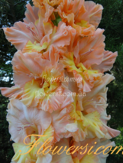 Гладiолус Дикий Мед 