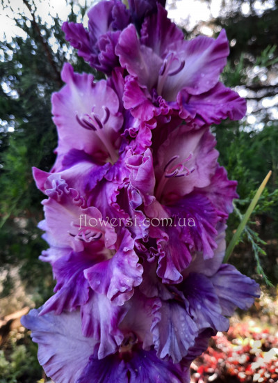 Гладiолус Врата Рая 